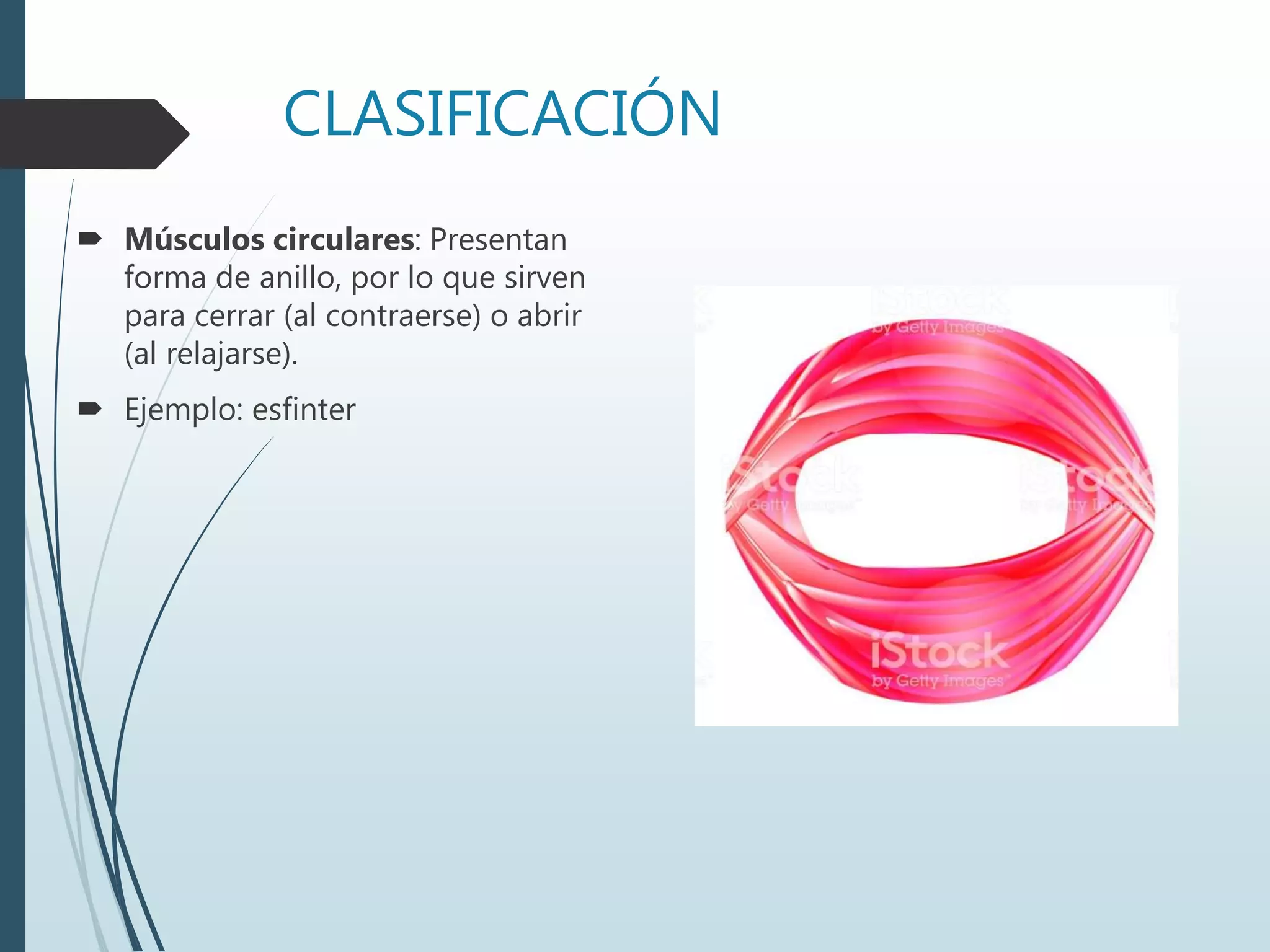CLASIFICACIÓN
 Músculos circulares: Presentan
forma de anillo, por lo que sirven
para cerrar (al contraerse) o abrir
(al relajarse).
 Ejemplo: esfinter
 