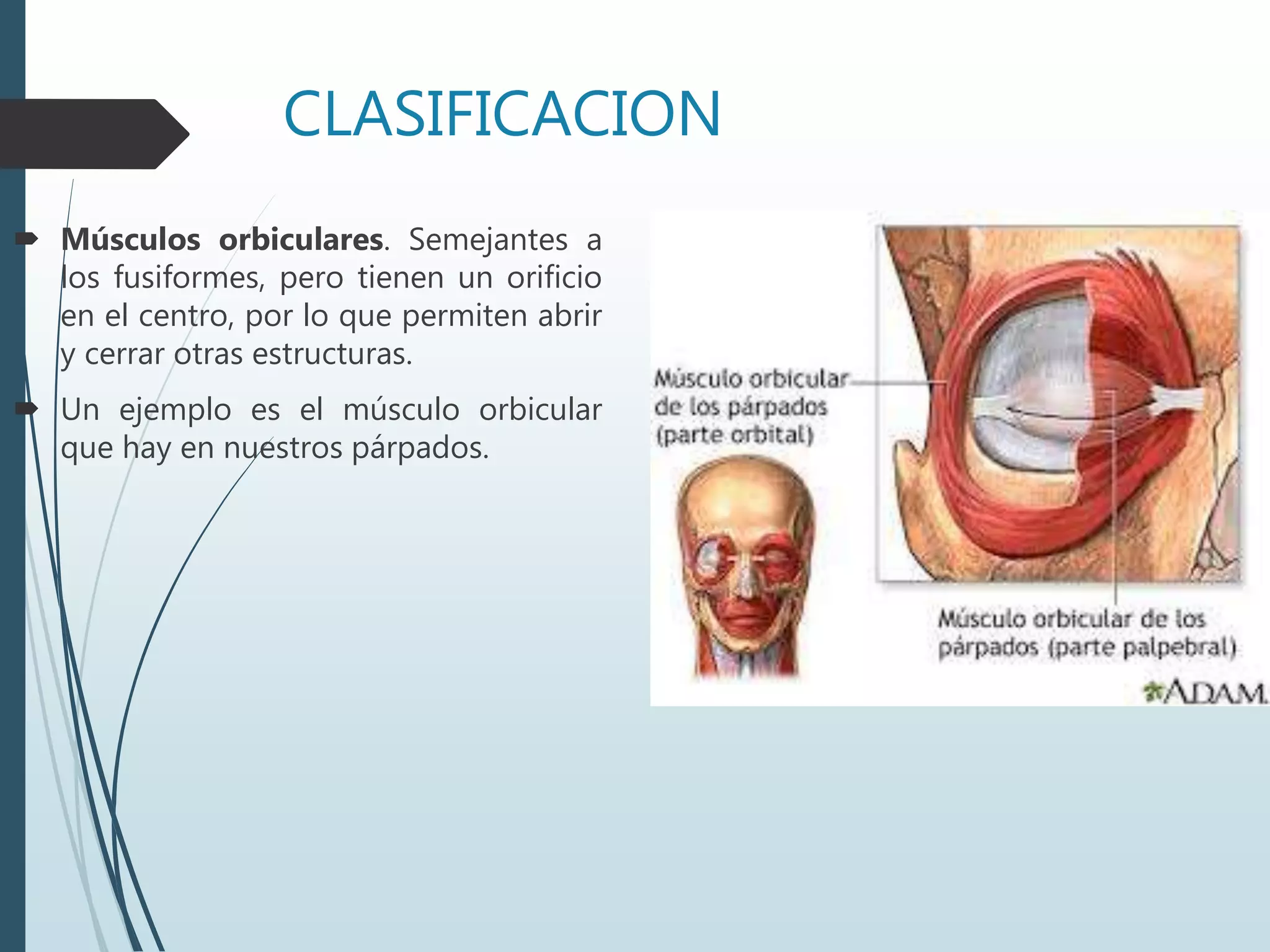 CLASIFICACION
 Músculos orbiculares. Semejantes a
los fusiformes, pero tienen un orificio
en el centro, por lo que permiten abrir
y cerrar otras estructuras.
 Un ejemplo es el músculo orbicular
que hay en nuestros párpados.
 