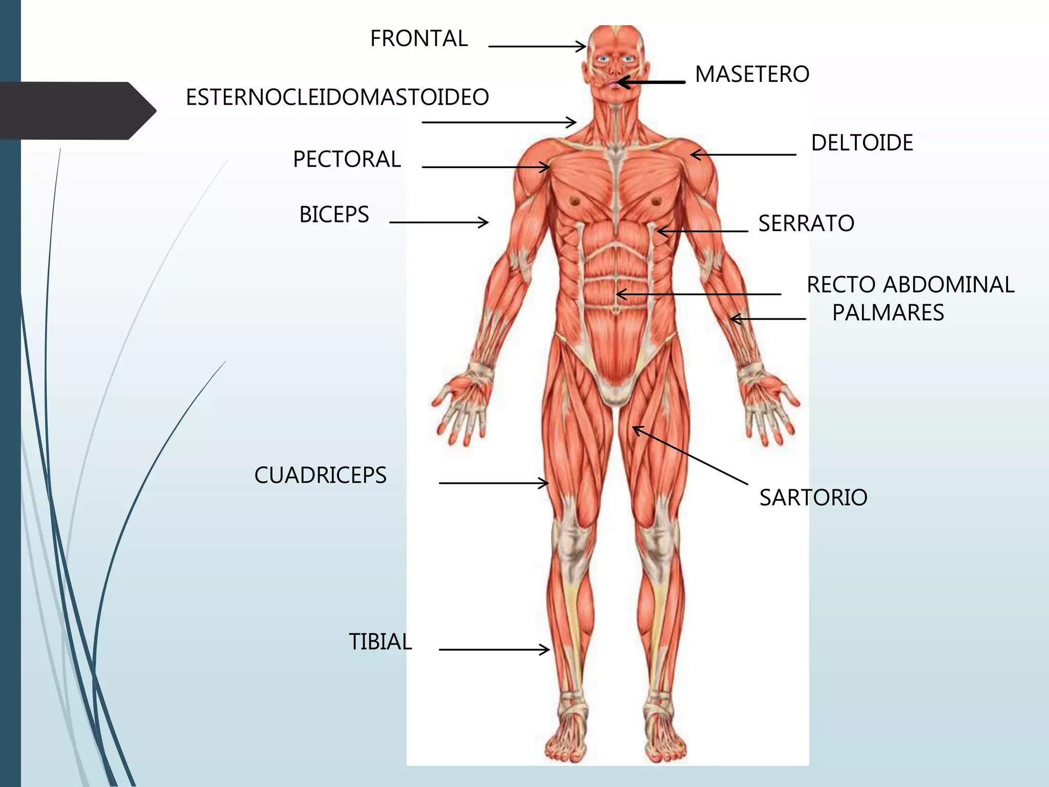 FRONTAL
PECTORAL
CUADRICEPS
BICEPS
TIBIAL
ESTERNOCLEIDOMASTOIDEO
SARTORIO
RECTO ABDOMINAL
PALMARES
SERRATO
DELTOIDE
MASETERO
 