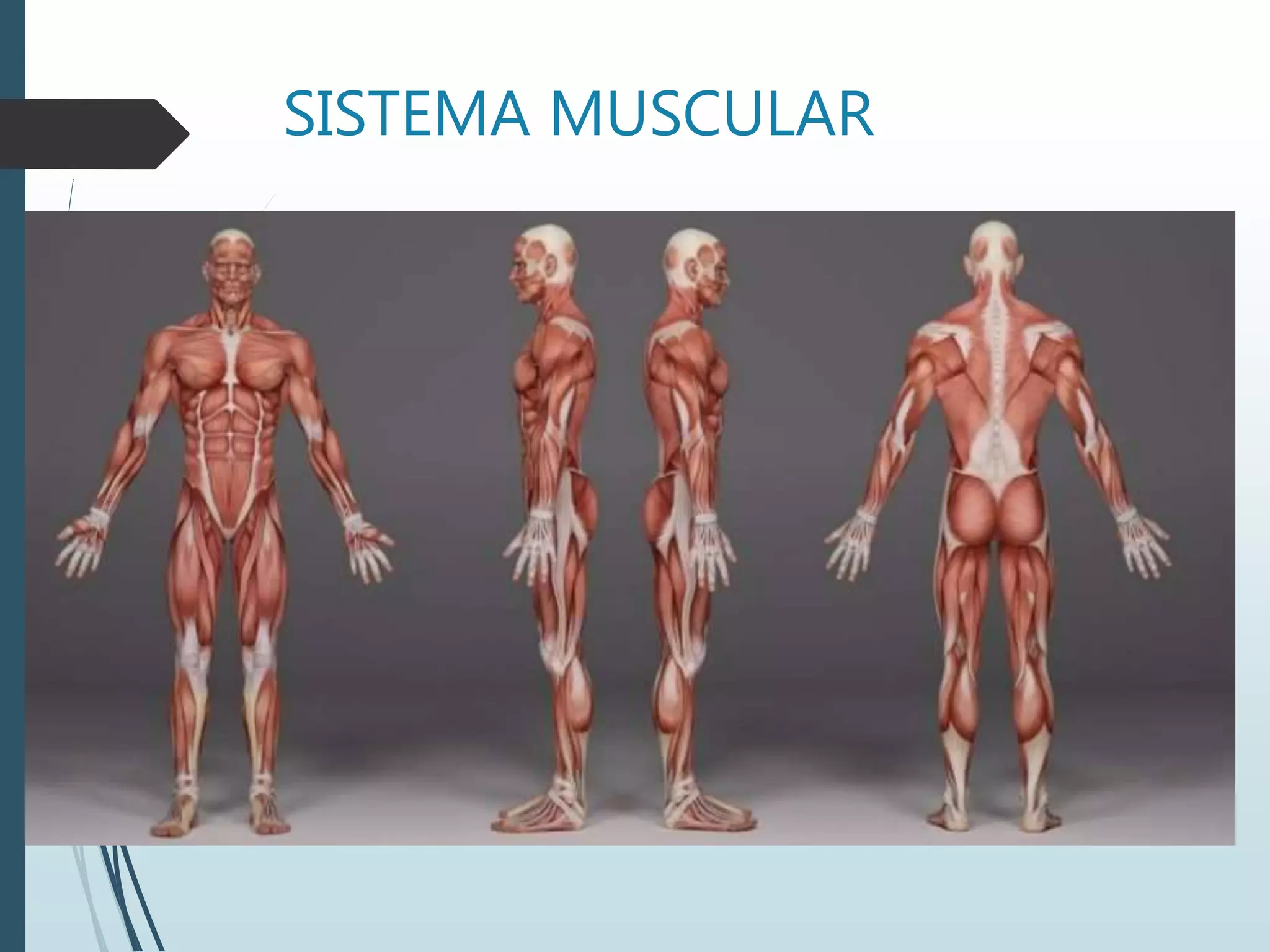 SISTEMA MUSCULAR
 