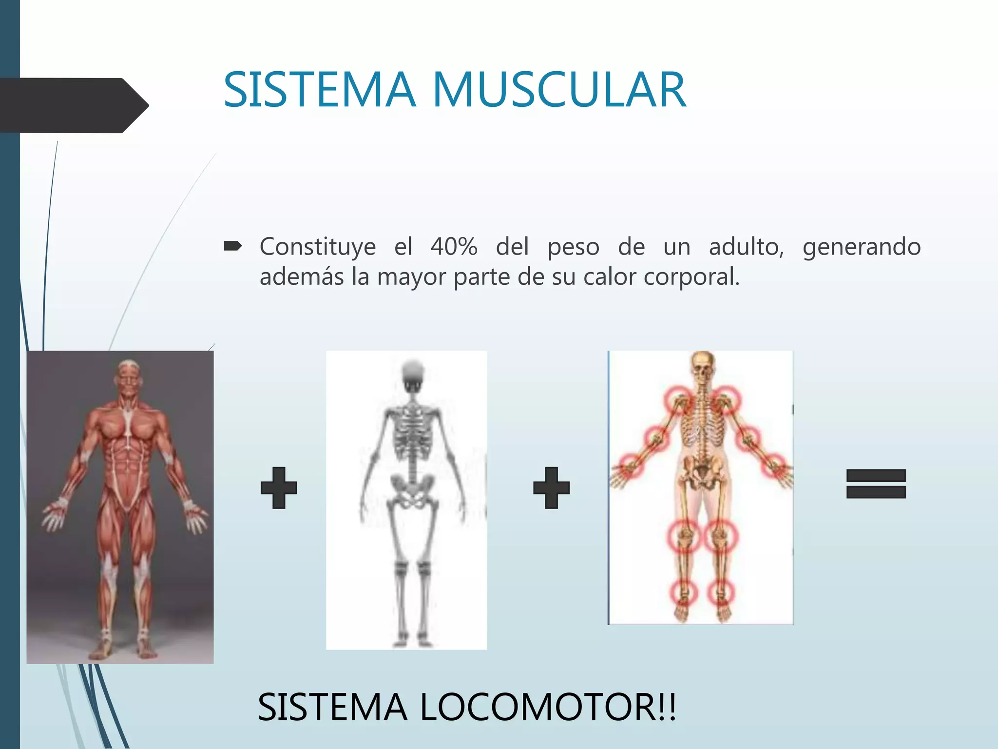 SISTEMA MUSCULAR
 Constituye el 40% del peso de un adulto, generando
además la mayor parte de su calor corporal.
SISTEMA LOCOMOTOR!!
 
