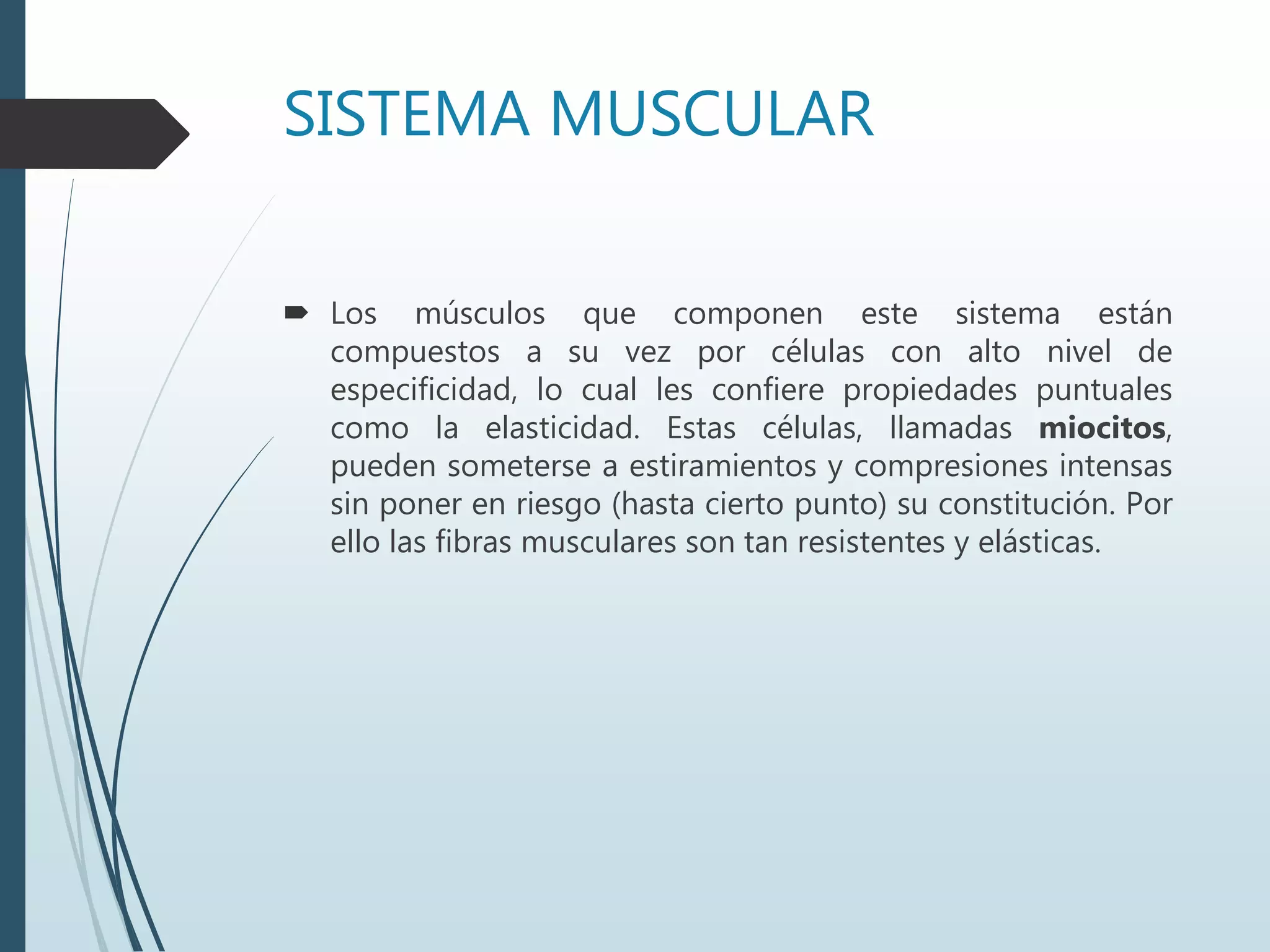 SISTEMA MUSCULAR
 Los músculos que componen este sistema están
compuestos a su vez por células con alto nivel de
especificidad, lo cual les confiere propiedades puntuales
como la elasticidad. Estas células, llamadas miocitos,
pueden someterse a estiramientos y compresiones intensas
sin poner en riesgo (hasta cierto punto) su constitución. Por
ello las fibras musculares son tan resistentes y elásticas.
 