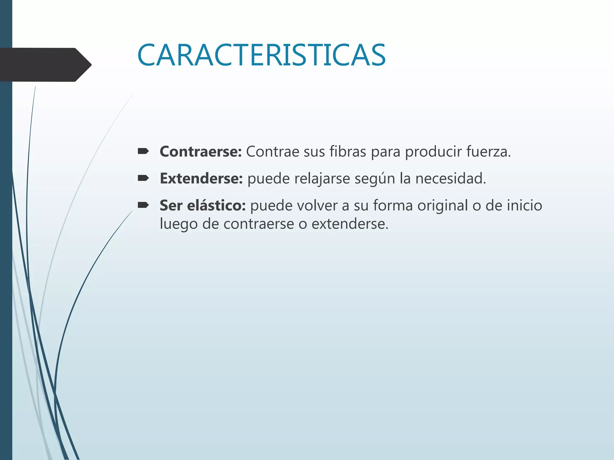 CARACTERISTICAS
 Contraerse: Contrae sus fibras para producir fuerza.
 Extenderse: puede relajarse según la necesidad.
 Ser elástico: puede volver a su forma original o de inicio
luego de contraerse o extenderse.
 