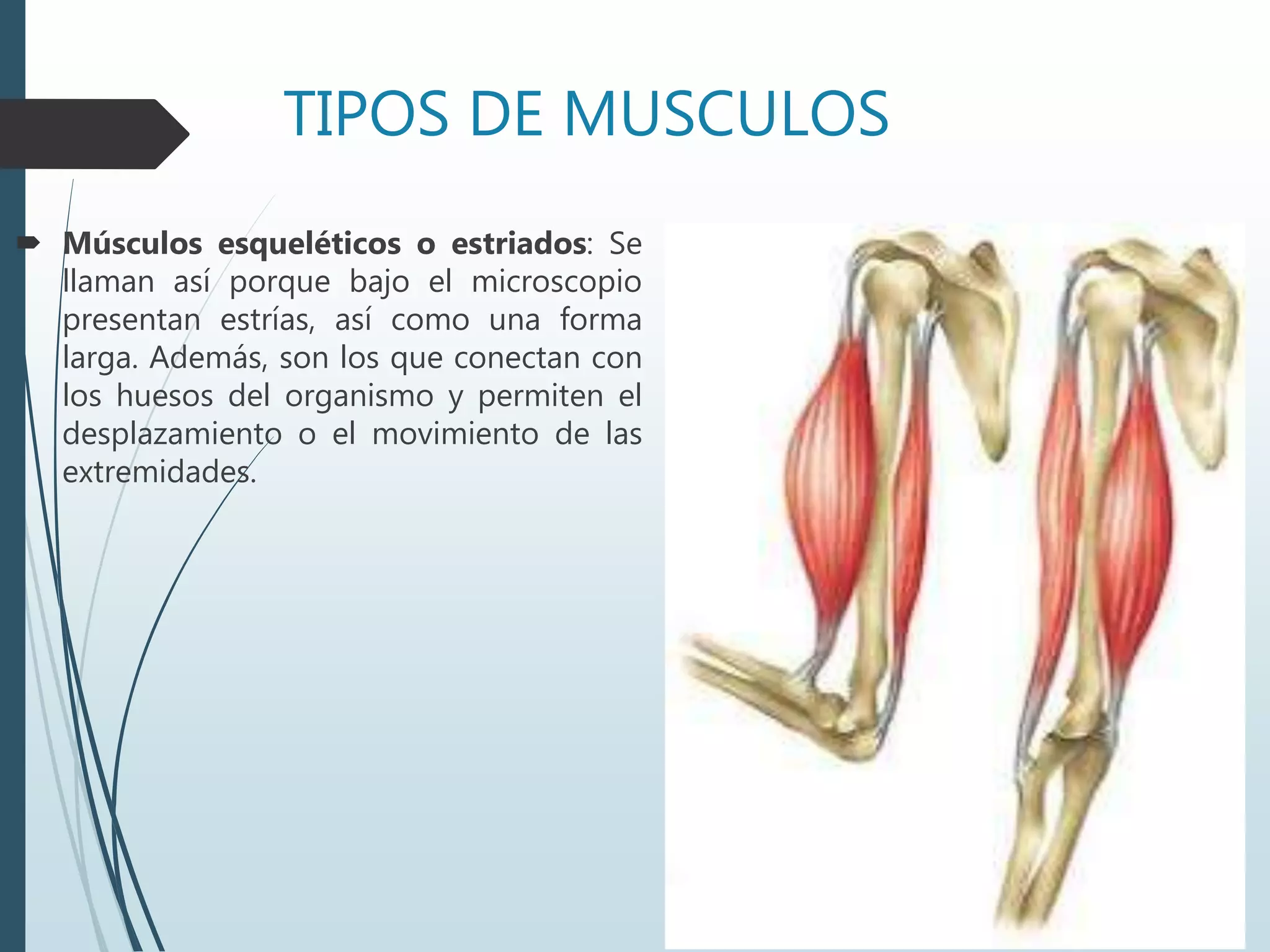 TIPOS DE MUSCULOS
 Músculos esqueléticos o estriados: Se
llaman así porque bajo el microscopio
presentan estrías, así como una forma
larga. Además, son los que conectan con
los huesos del organismo y permiten el
desplazamiento o el movimiento de las
extremidades.
 