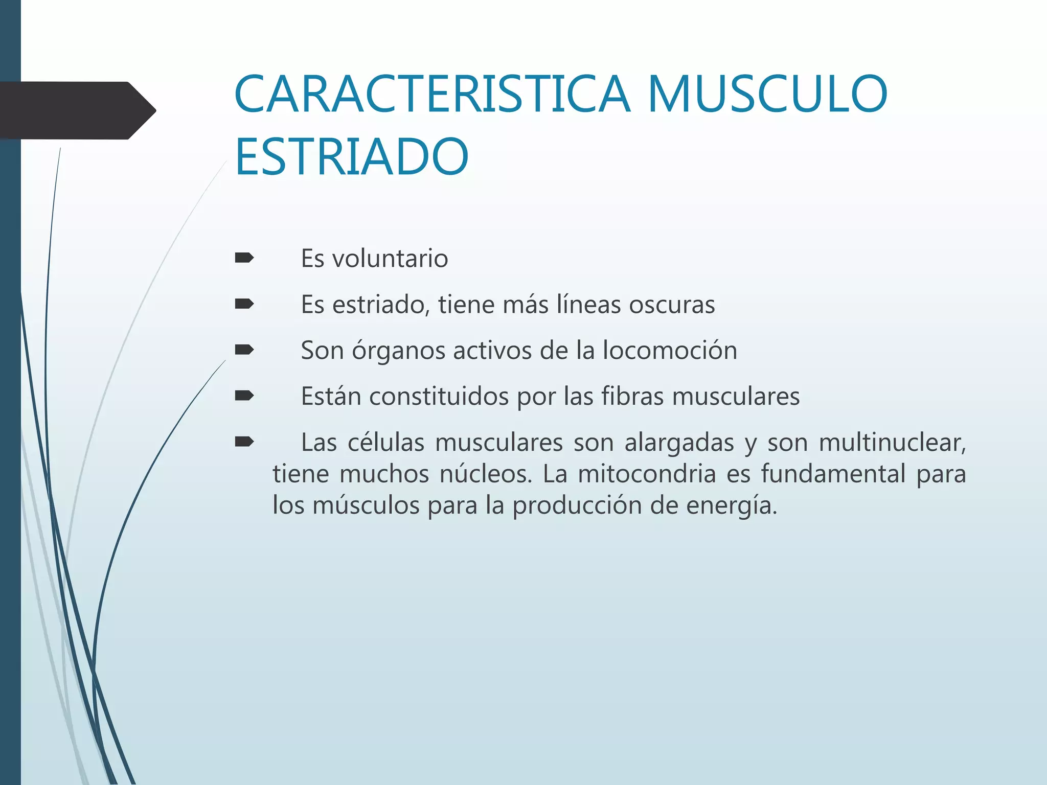 CARACTERISTICA MUSCULO
ESTRIADO
 Es voluntario
 Es estriado, tiene más líneas oscuras
 Son órganos activos de la locomoción
 Están constituidos por las fibras musculares
 Las células musculares son alargadas y son multinuclear,
tiene muchos núcleos. La mitocondria es fundamental para
los músculos para la producción de energía.
 