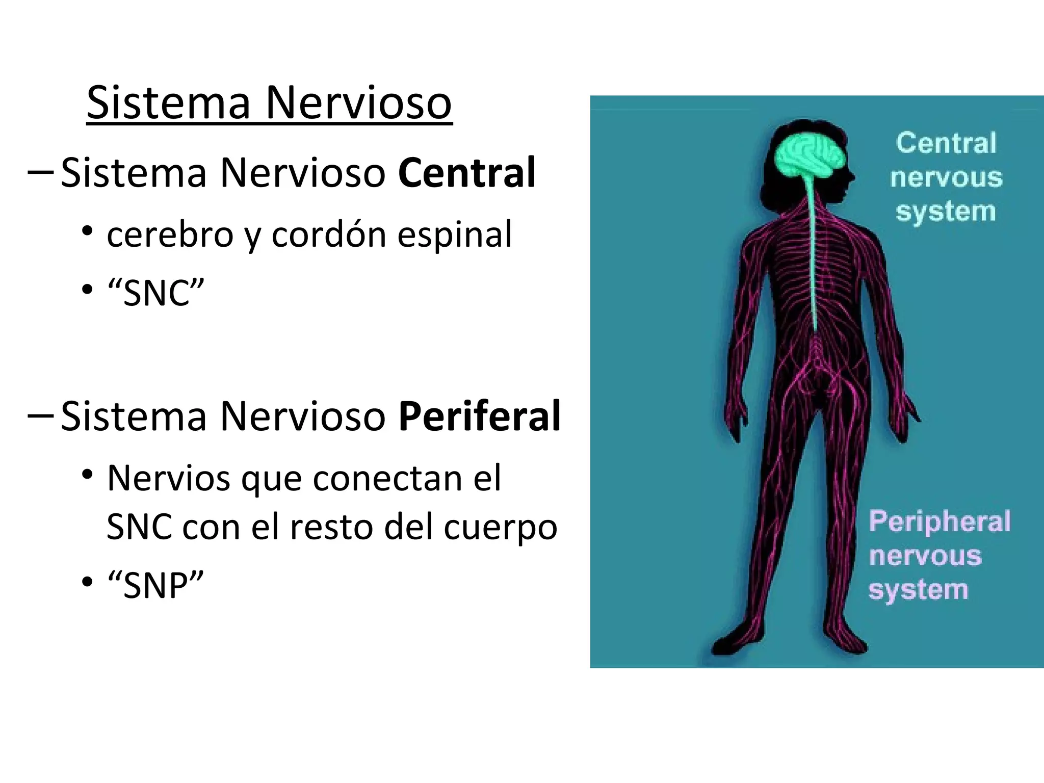 Sistema Nervioso
– Sistema Nervioso Central
  • cerebro y cordón espinal
  • “SNC”


– Sistema Nervioso Periferal
  • Nervios que conectan el
    SNC con el resto del cuerpo
  • “SNP”
 