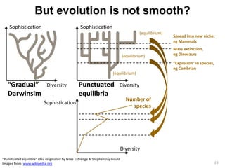 But evolution is not smooth? 
Spread into new niche, 
eg Mammals 
Mass extinction, 
eg Dinosaurs 
23 
Sophistication 
“Gradual” Diversity 
Darwinsim 
Sophistication 
(equilibrium) 
Punctuated Diversity 
equilibria 
“Punctuated equilibra” idea originated by Niles Eldredge & Stephen Jay Gould 
Images from www.wikipedia.org 
“Explosion” in species, 
eg Cambrian 
(equilibrium) 
(equilibrium) 
Sophistication 
Number of 
species 
Diversity 
 