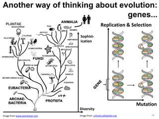 Another way of thinking about evolution: 
genes... 
Sophist-ication 
Diversity 
Replication & Selection 
Mutation 
Image from www.qwickstep.com Image from .schools.wikipedia.org 28 
 