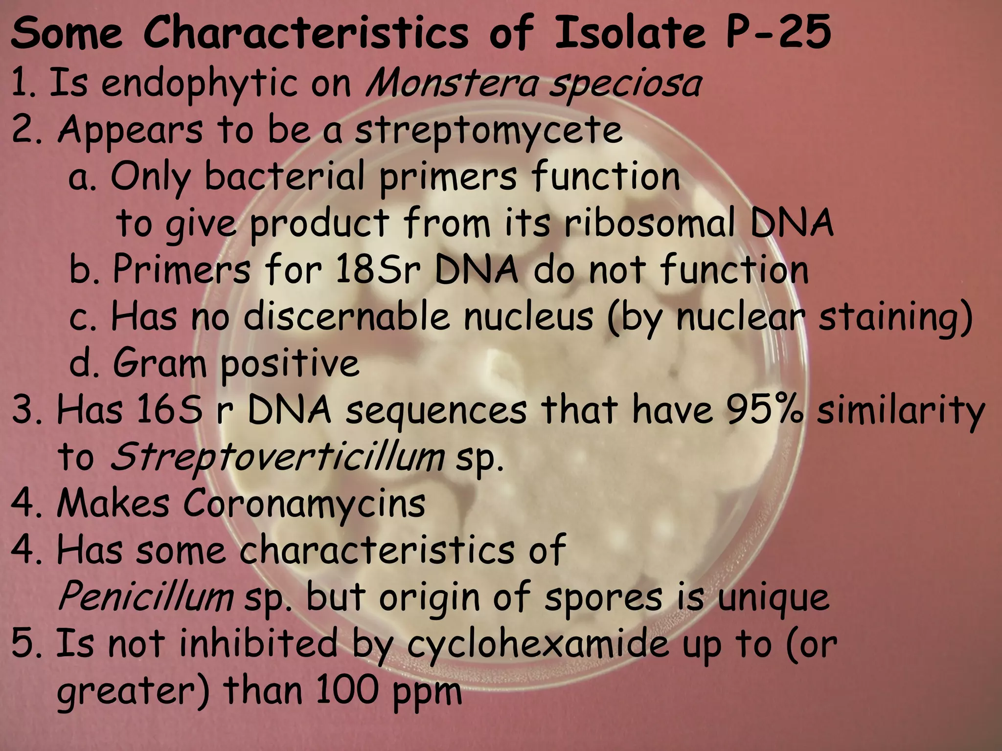 Some Characteristics of Isolate P-25
1. Is endophytic on Monstera speciosa
2. Appears to be a streptomycete
    a. Only bacterial primers function
       to give product from its ribosomal DNA
    b. Primers for 18Sr DNA do not function
    c. Has no discernable nucleus (by nuclear staining)
    d. Gram positive
3. Has 16S r DNA sequences that have 95% similarity
   to Streptoverticillum sp.
4. Makes Coronamycins
4. Has some characteristics of
   Penicillum sp. but origin of spores is unique
5. Is not inhibited by cyclohexamide up to (or
   greater) than 100 ppm
 