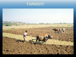 FARMS!!!! 