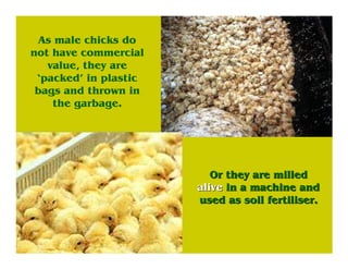 As male chicks do
not have commercial
value, they are
‘packed’ in plastic
bags and thrown in
the garbage.
Or they are milledOr they are milled
alivealive in a machine andin a machine and
used as soil fertiliser.used as soil fertiliser.
 