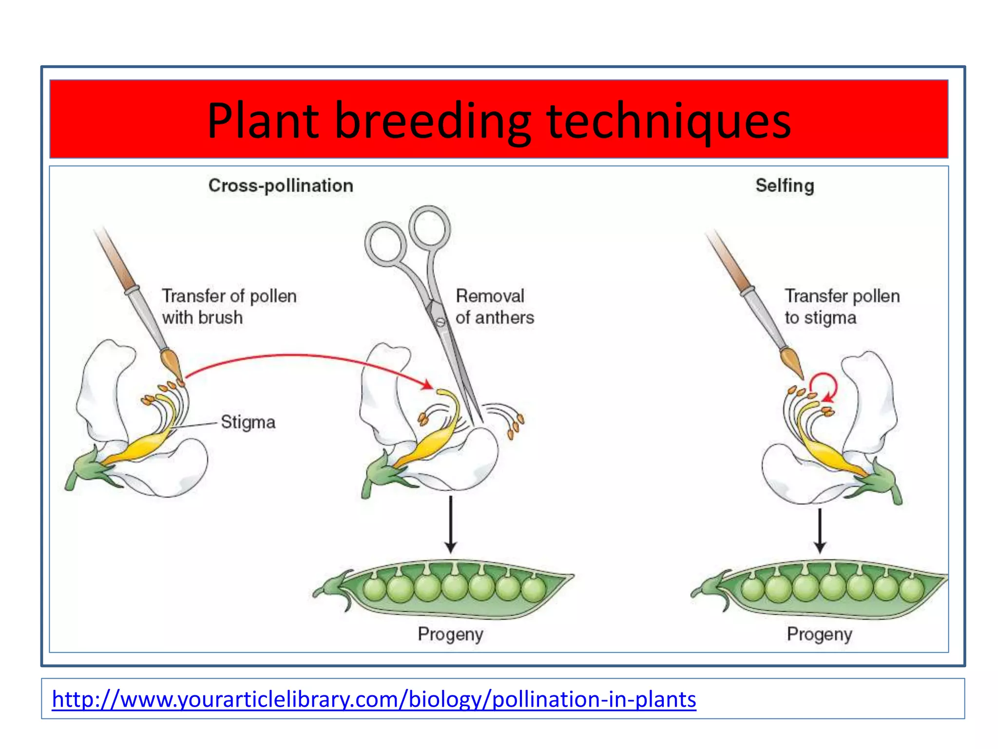 Plant breeding techniques
http://www.yourarticlelibrary.com/biology/pollination-in-plants
 