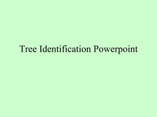 Tree Identification Powerpoint 