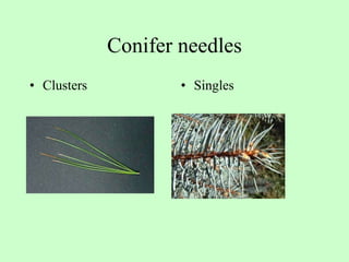 Conifer needles Clusters  Singles 