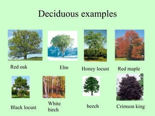 Deciduous examples Red oak Red maple Black locust White birch Crimson king Honey locust beech Elm 