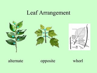 Leaf Arrangement alternate   opposite   whorl 