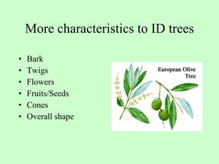 More characteristics to ID trees Bark Twigs Flowers Fruits/Seeds Cones Overall shape 