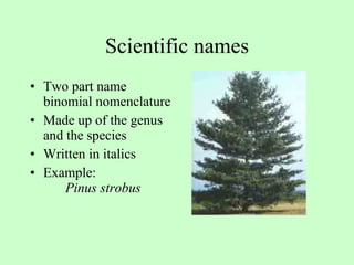 Scientific names Two part name binomial nomenclature Made up of the genus and the species Written in italics Example:  Pinus strobus 