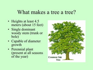 What makes a tree a tree? Heights at least 4.5 meters (about 15 feet) Single dominant woody stem (trunk or bole) Capable of diameter growth Perennial plant (present at all seasons of the year) 