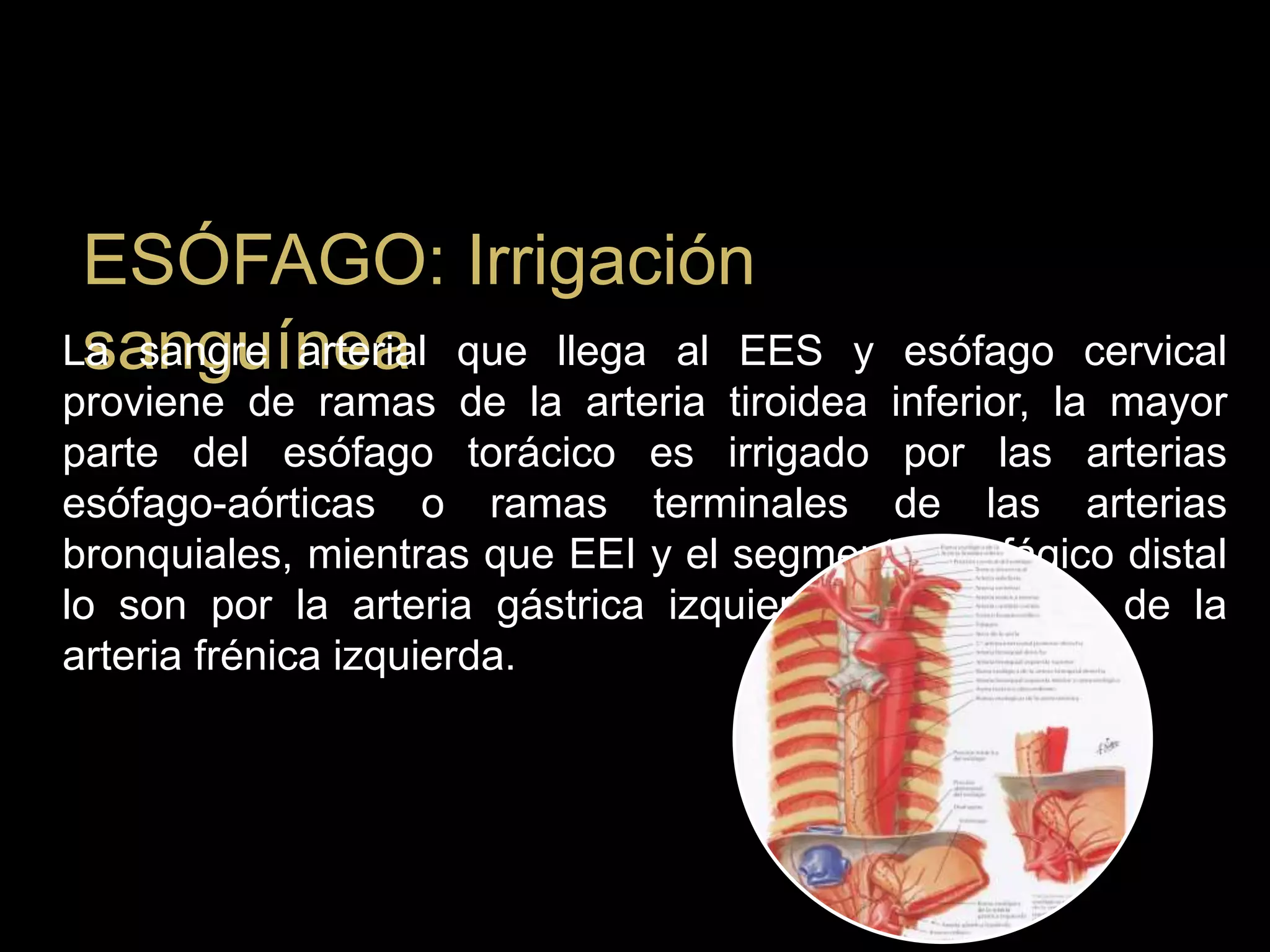 ESÓFAGO: Irrigación
sanguíneaLa sangre arterial que llega al EES y esófago cervical
proviene de ramas de la arteria tiroidea inferior, la mayor
parte del esófago torácico es irrigado por las arterias
esófago-aórticas o ramas terminales de las arterias
bronquiales, mientras que EEI y el segmento esofágico distal
lo son por la arteria gástrica izquierda y una rama de la
arteria frénica izquierda.
 