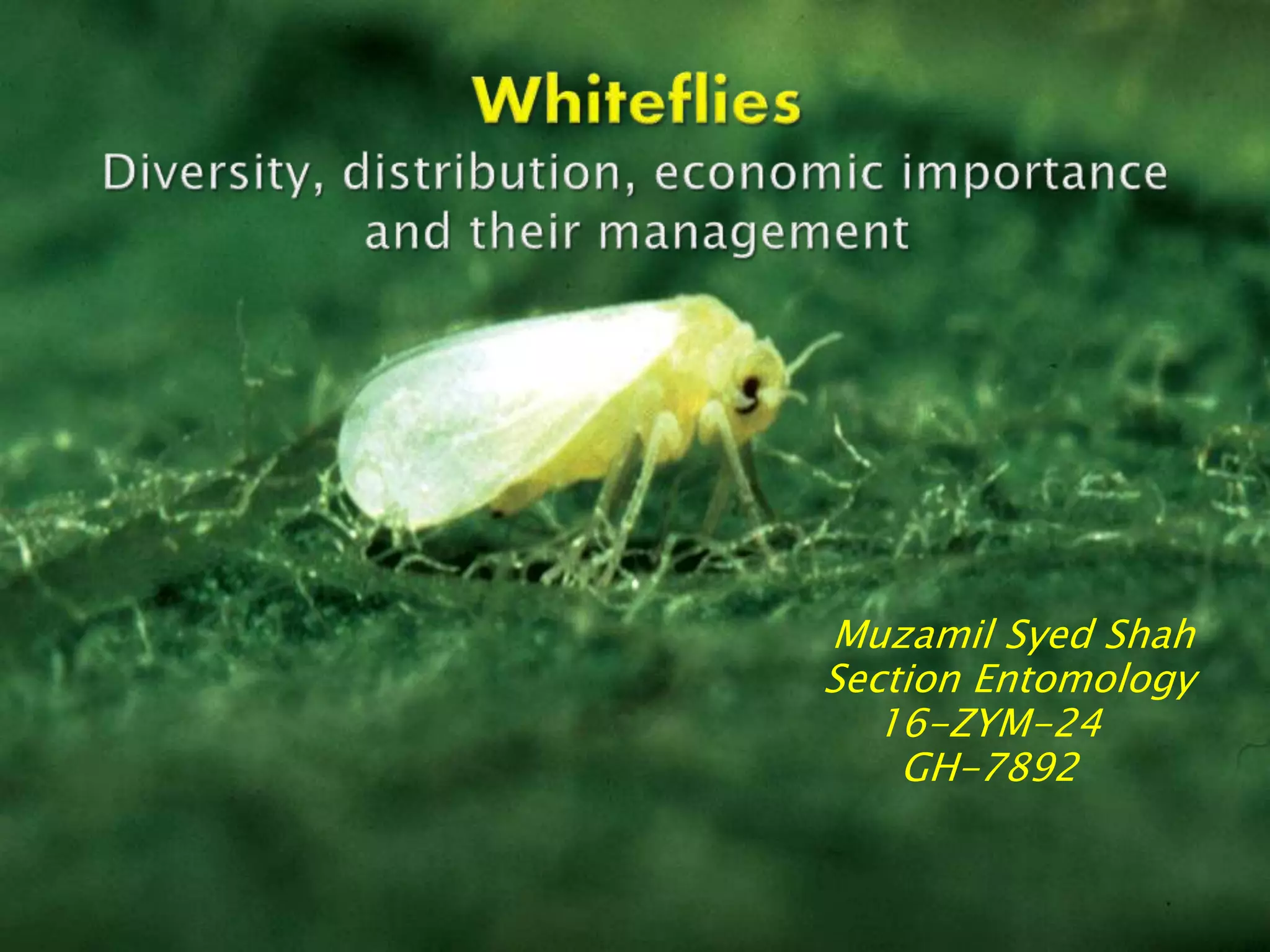 Muzamil Syed Shah
Section Entomology
16-ZYM-24
GH-7892
 