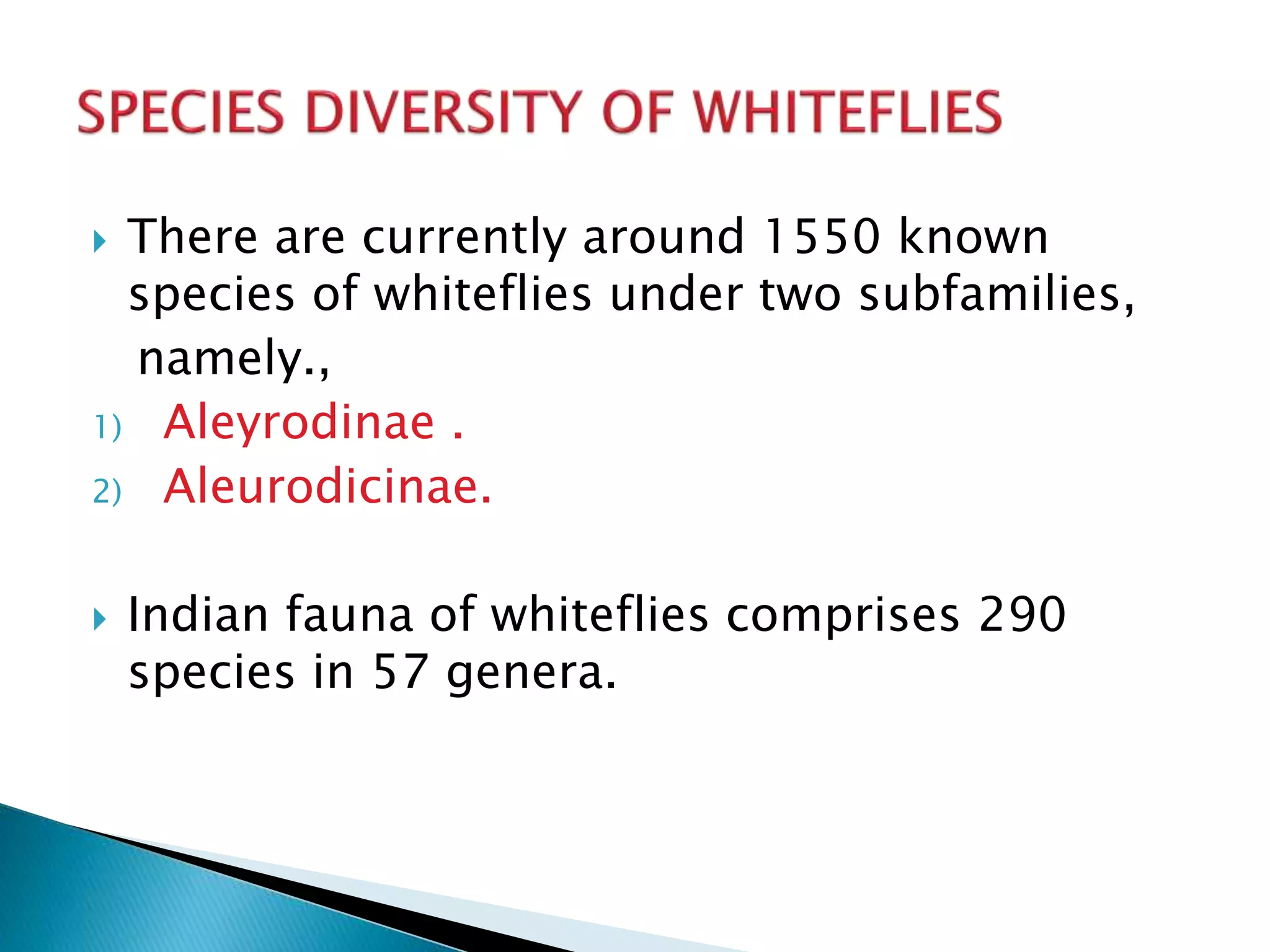  There are currently around 1550 known
species of whiteflies under two subfamilies,
namely.,
1) Aleyrodinae .
2) Aleurodicinae.
 Indian fauna of whiteflies comprises 290
species in 57 genera.
 