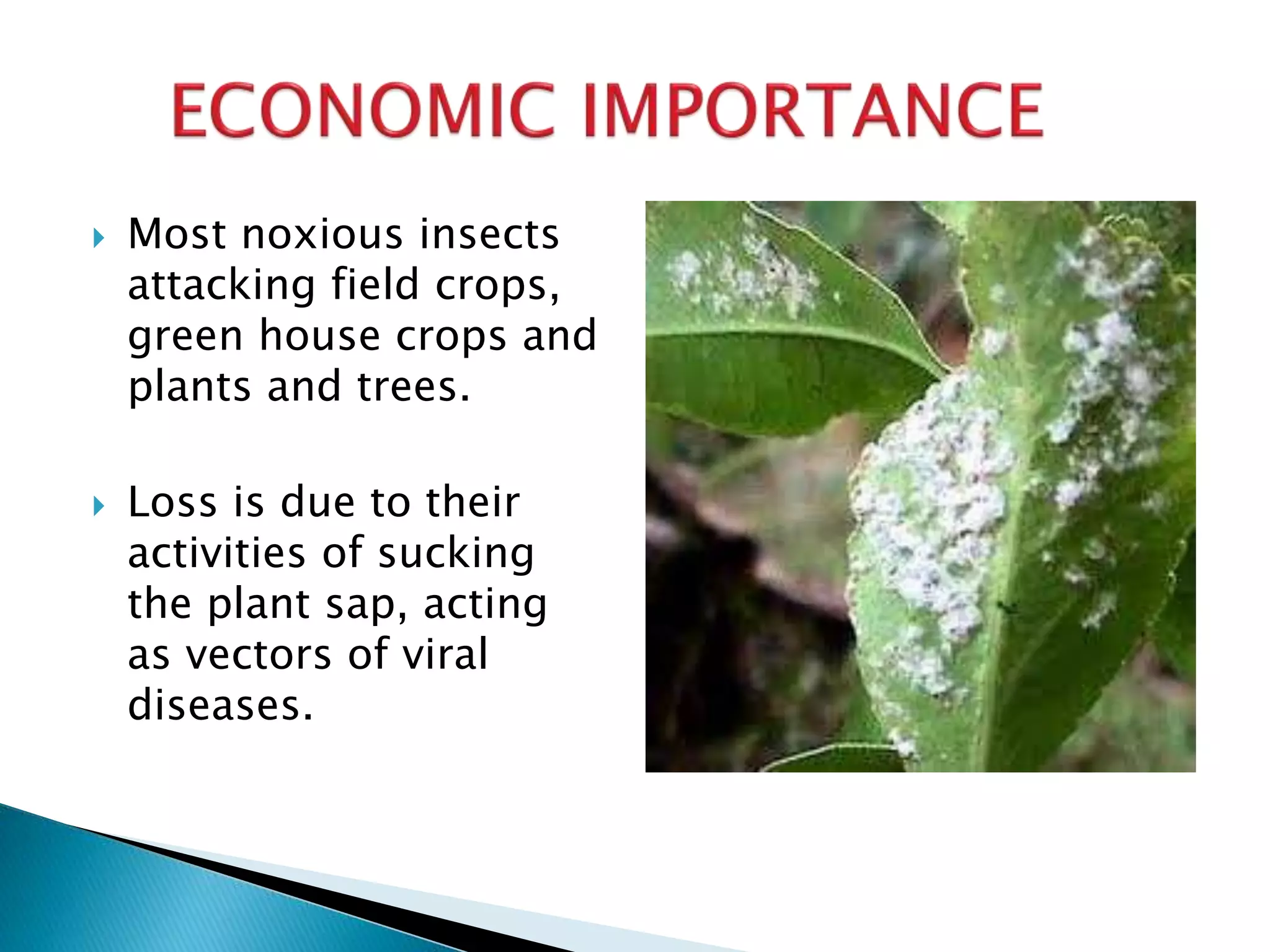  Most noxious insects
attacking field crops,
green house crops and
plants and trees.
 Loss is due to their
activities of sucking
the plant sap, acting
as vectors of viral
diseases.
 