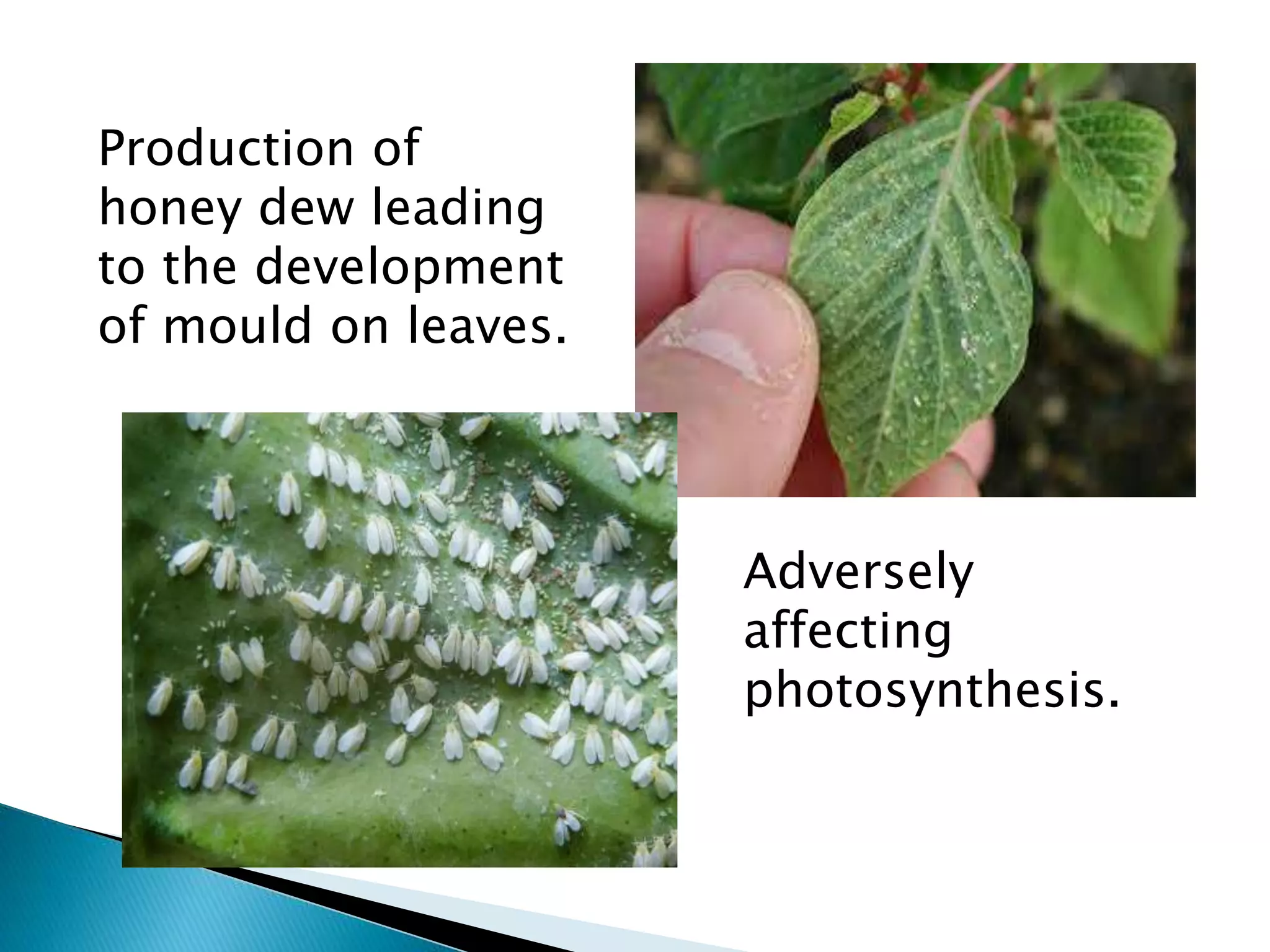 Production of
honey dew leading
to the development
of mould on leaves.
Adversely
affecting
photosynthesis.
 
