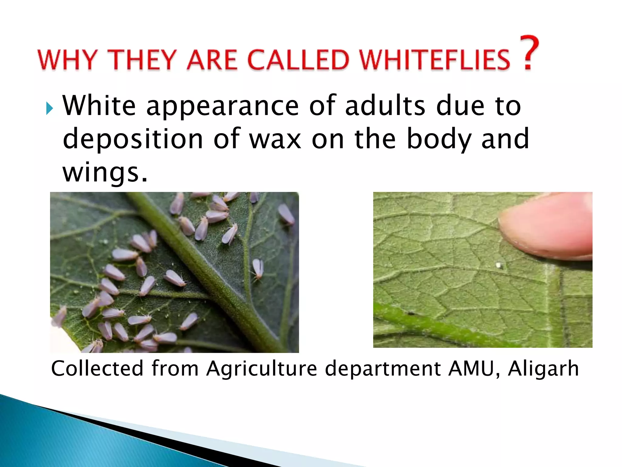  White appearance of adults due to
deposition of wax on the body and
wings.
Collected from Agriculture department AMU, Aligarh
 