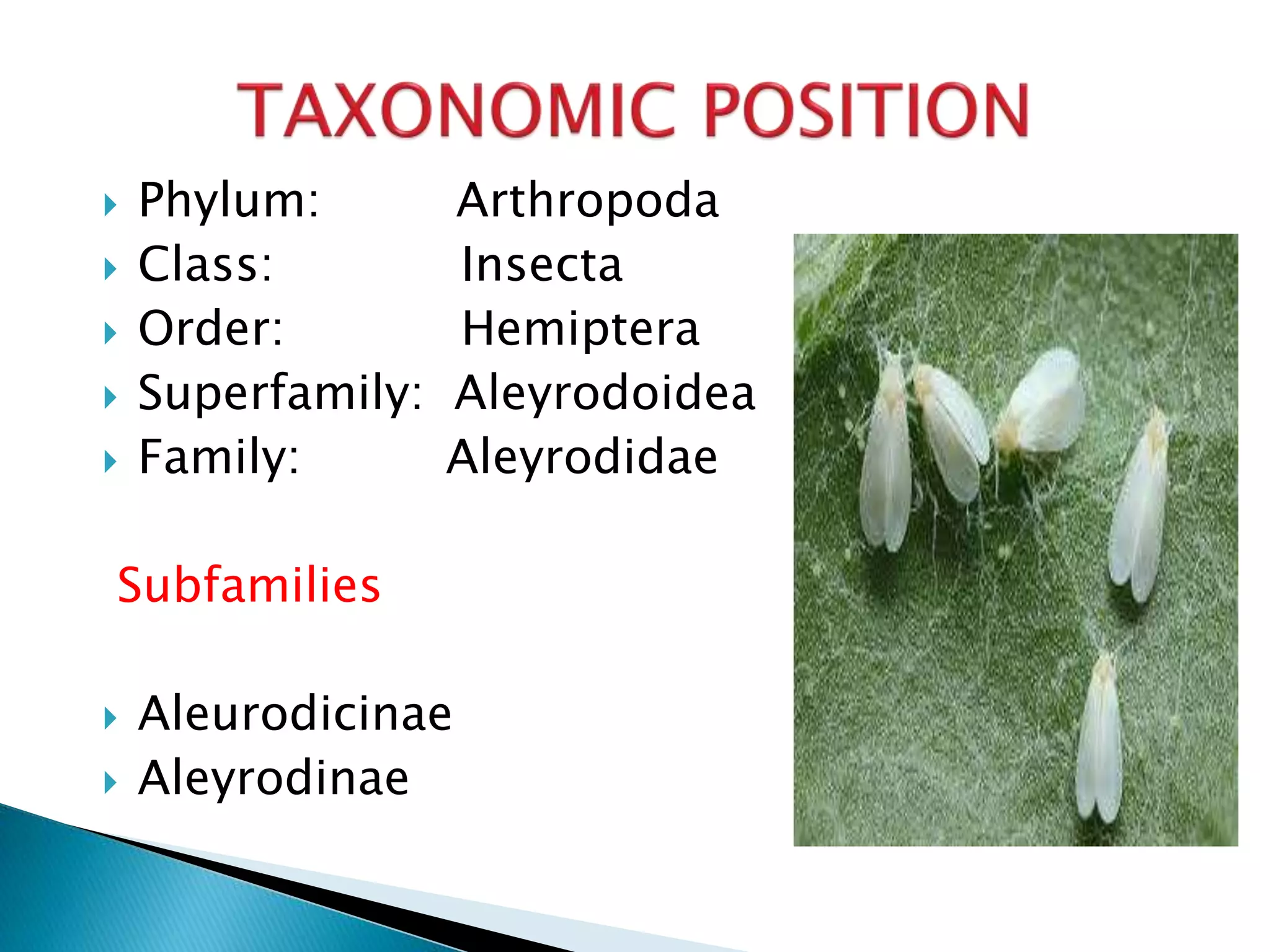  Phylum: Arthropoda
 Class: Insecta
 Order: Hemiptera
 Superfamily: Aleyrodoidea
 Family: Aleyrodidae
Subfamilies
 Aleurodicinae
 Aleyrodinae
 