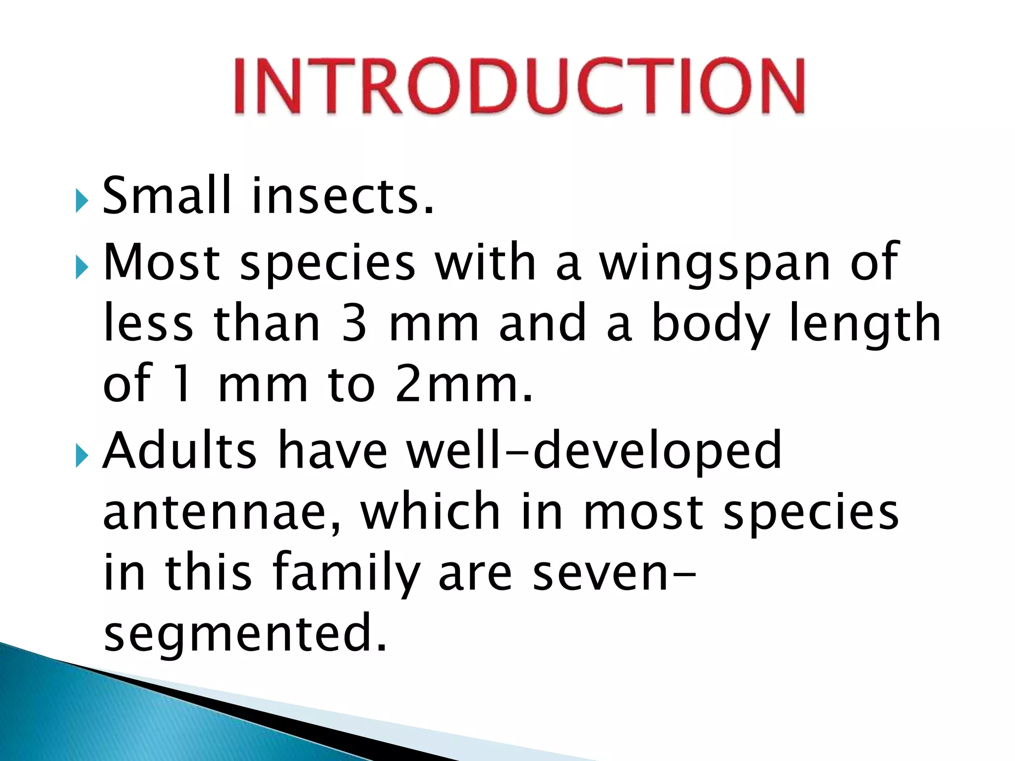  Small insects.
 Most species with a wingspan of
less than 3 mm and a body length
of 1 mm to 2mm.
 Adults have well-developed
antennae, which in most species
in this family are seven-
segmented.
 