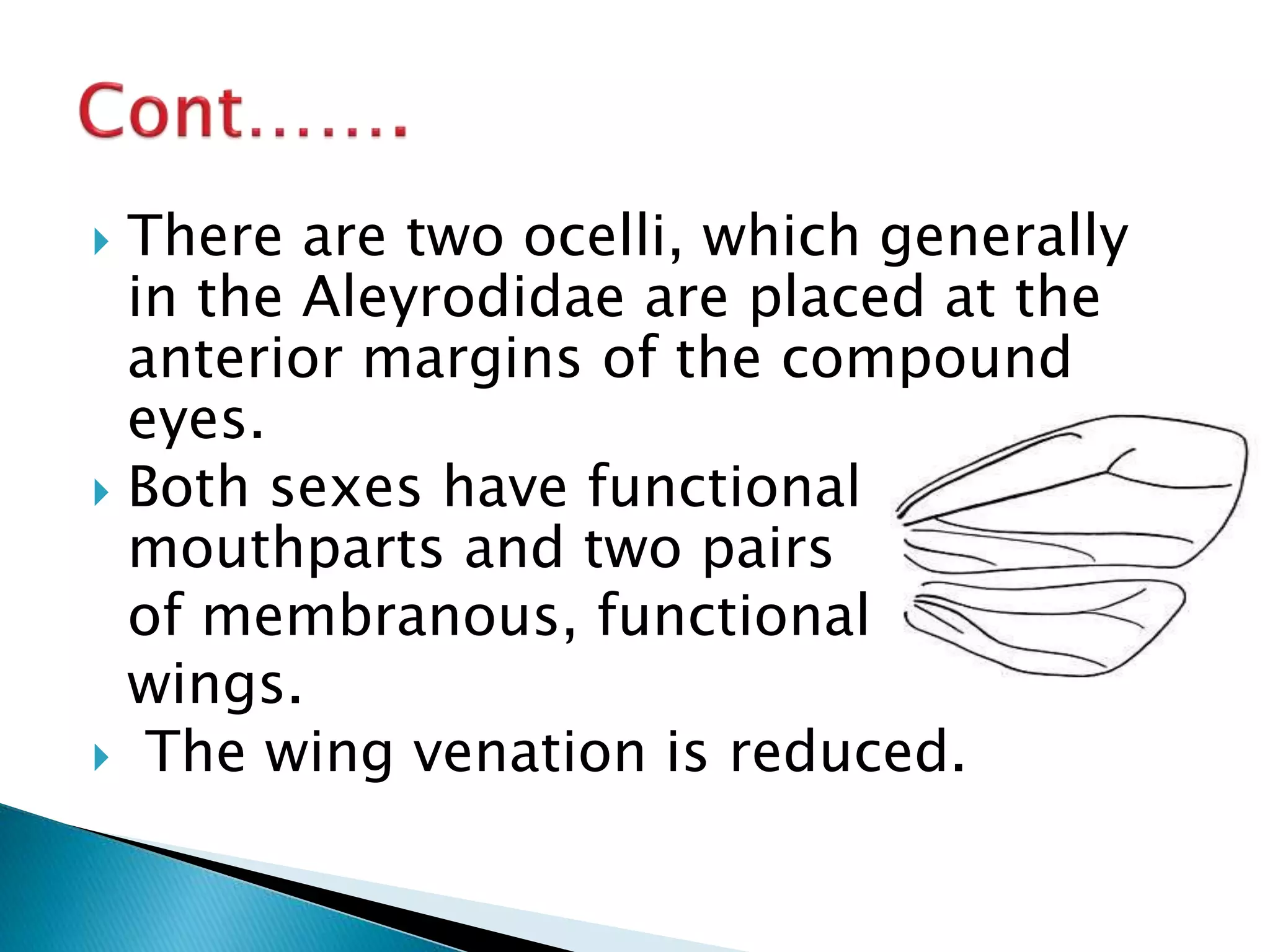  There are two ocelli, which generally
in the Aleyrodidae are placed at the
anterior margins of the compound
eyes.
 Both sexes have functional
mouthparts and two pairs
of membranous, functional
wings.
 The wing venation is reduced.
 