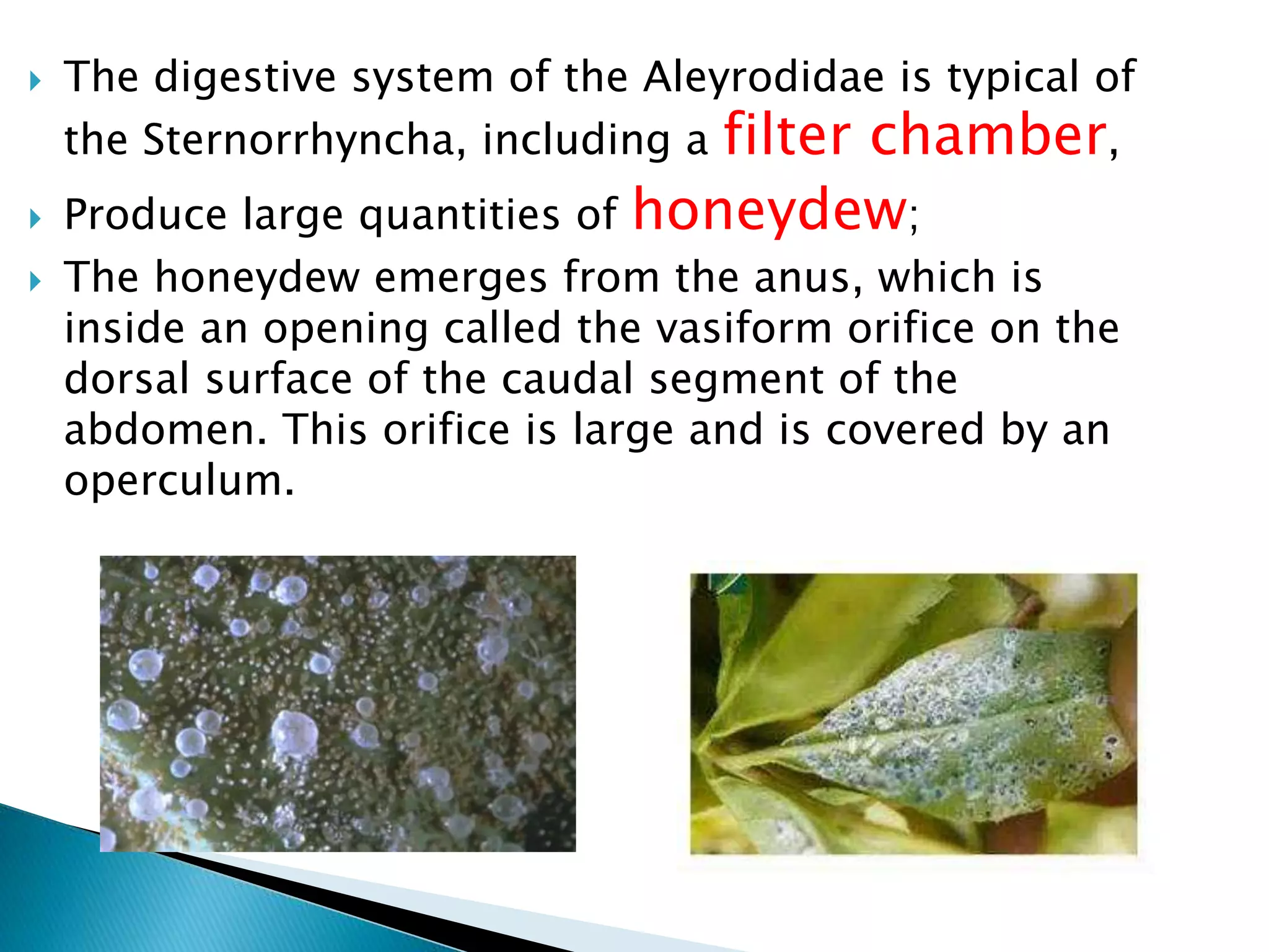  The digestive system of the Aleyrodidae is typical of
the Sternorrhyncha, including a filter chamber,
 Produce large quantities of honeydew;
 The honeydew emerges from the anus, which is
inside an opening called the vasiform orifice on the
dorsal surface of the caudal segment of the
abdomen. This orifice is large and is covered by an
operculum.
 