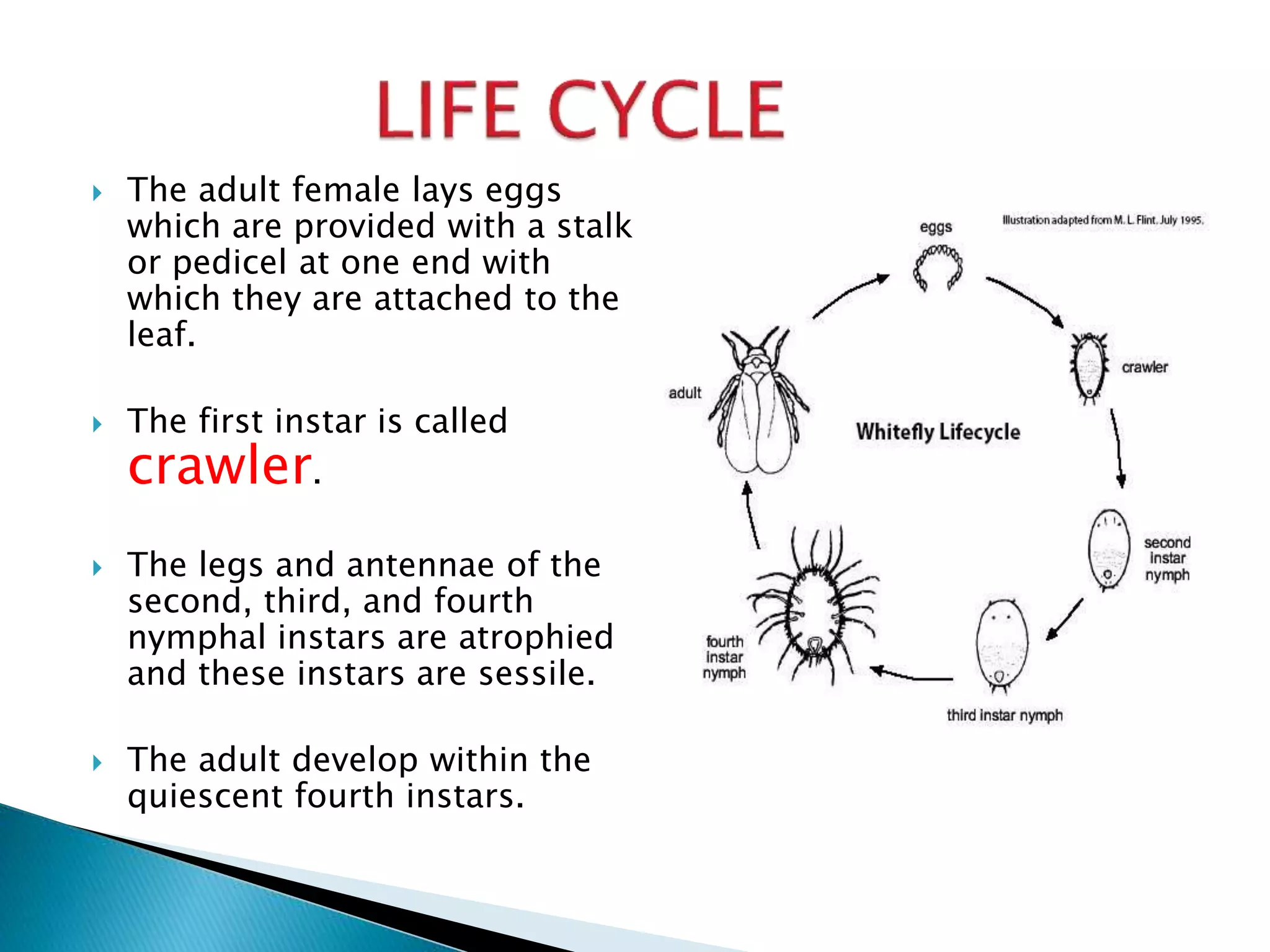  The adult female lays eggs
which are provided with a stalk
or pedicel at one end with
which they are attached to the
leaf.
 The first instar is called
crawler.
 The legs and antennae of the
second, third, and fourth
nymphal instars are atrophied
and these instars are sessile.
 The adult develop within the
quiescent fourth instars.
 