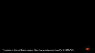 Timelapse of Sponge Reaggregation - https://www.youtube.com/watch?v=SvtDMo7fjAc
 