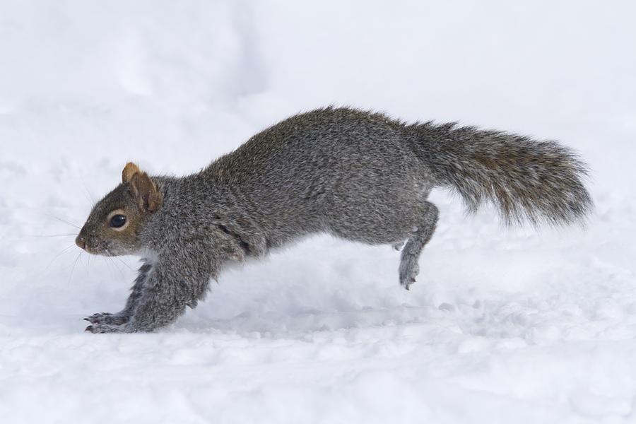 Eastern Gray Squirrel Running Photograph by Philippe Henry - Fine Art America