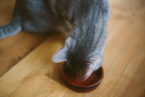 is-it-unhealthy-for-cats-to-eat-dog-food-safety