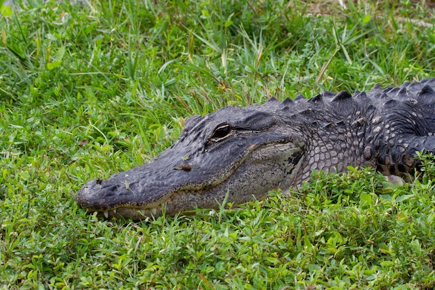 Close-up of an american alligator hiding in grass and sunning with eyes open, florida, united states | Premium Photo