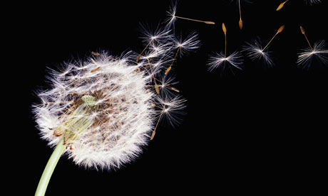 Dandelion-seed-head-blowi-001