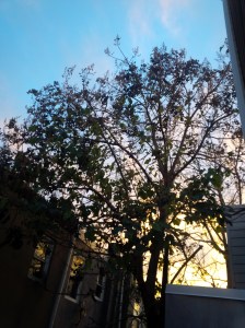 IMG_14170378