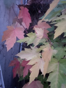 IMG_14170382