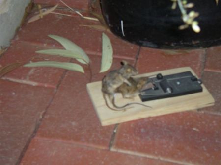 mousefuck