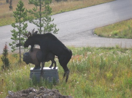 moosefuck They all look the same to me!