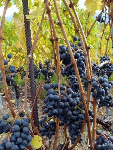 vendanges, raisins