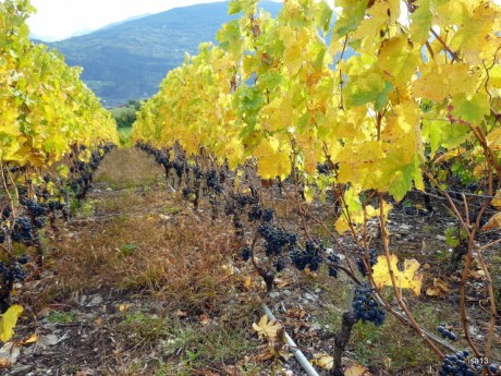 vendanges, saviese 1