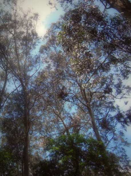 Porto, eucalypts