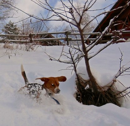 Ninio, snow