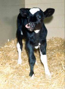 cute-calf cute-calf