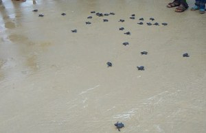olive-redly-turtles