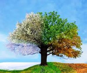 season tree